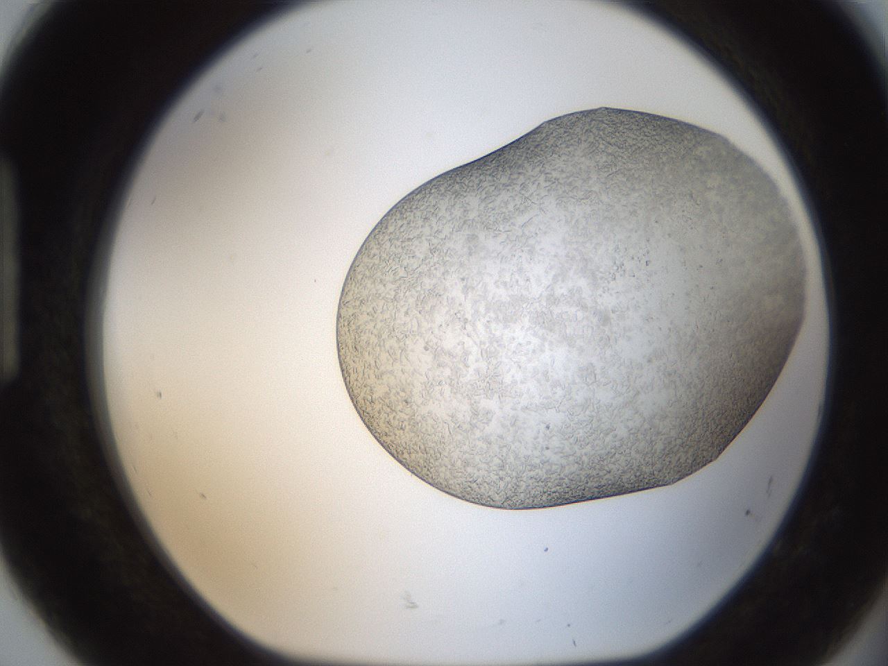 folderID306_plateID2306_batchID10506_wellNum92_profileID1_d1_r162386_ef.jpg