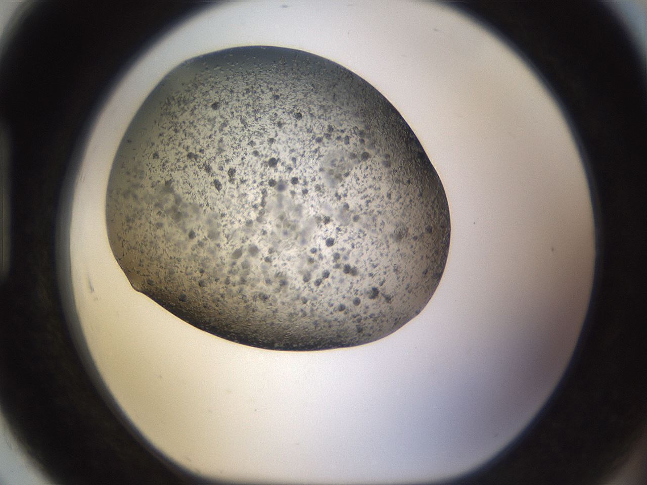 folderID309_plateID3309_batchID19012_wellNum91_profileID1_d1_r291426_ef.jpg