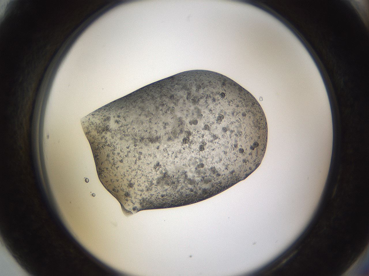 folderID309_plateID3309_batchID19474_wellNum90_profileID1_d2_r291425_ef.jpg