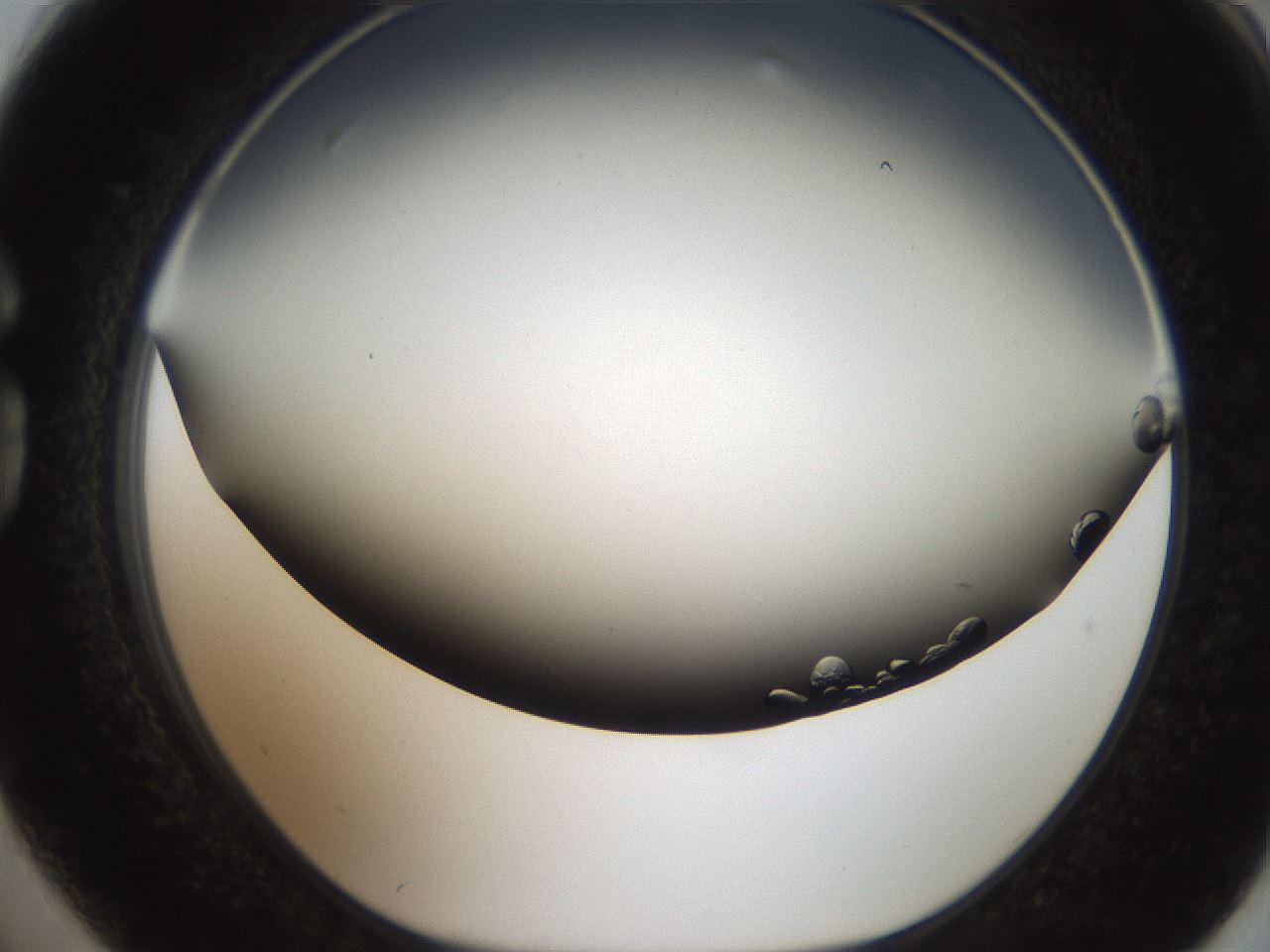 folderID306_plateID2306_batchID10691_wellNum74_profileID1_d1_r162368_ef.jpg