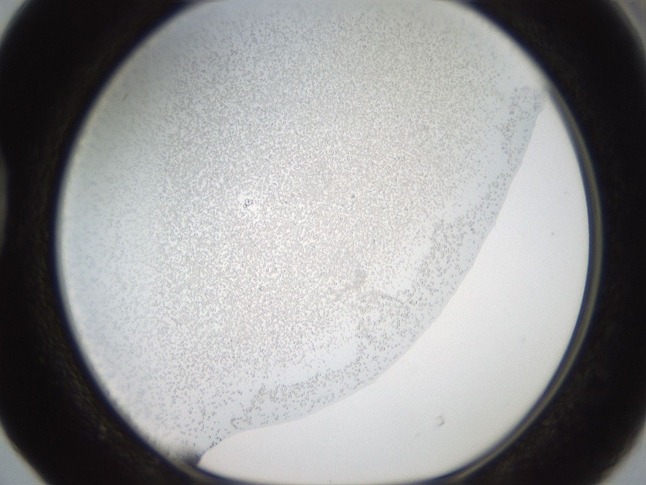 folderID321_plateID3321_batchID19131_wellNum40_profileID1_d1_r292487_ef.jpg