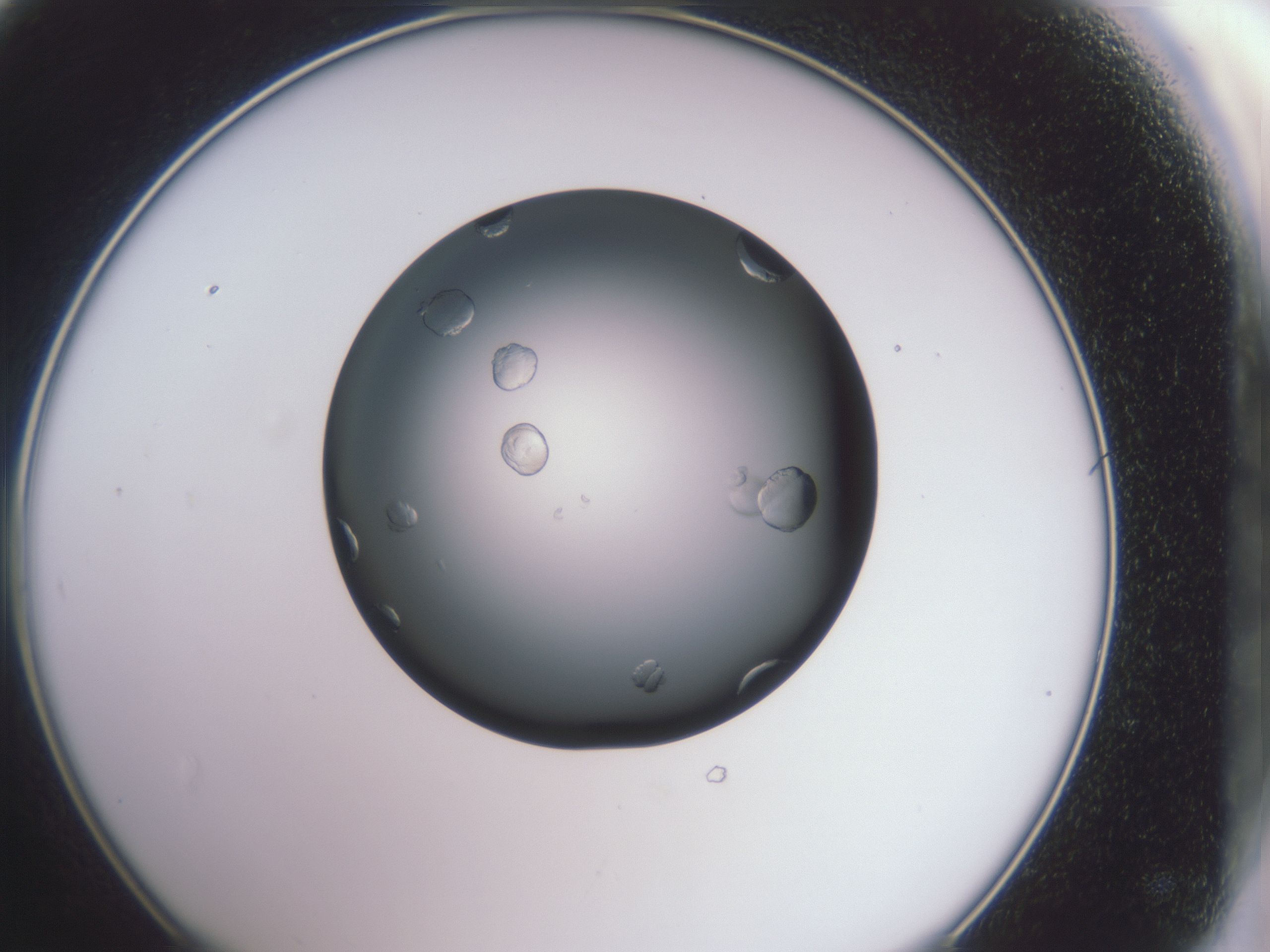 folderID345_plateID1345_batchID4531_wellNum48_profileID1_d1_r81030_ef.jpg