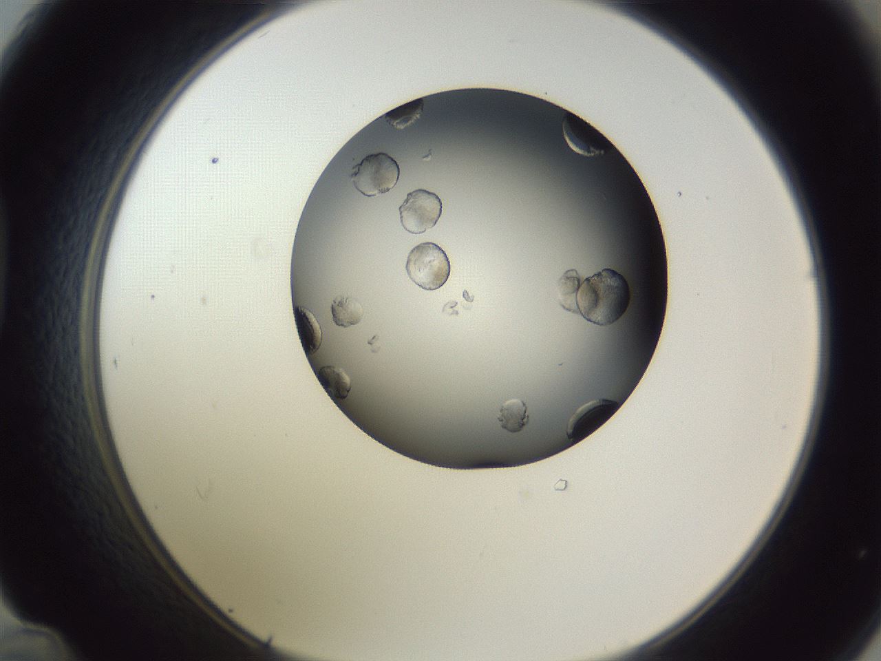 folderID345_plateID1345_batchID4902_wellNum48_profileID1_d1_r81030_ef.jpg
