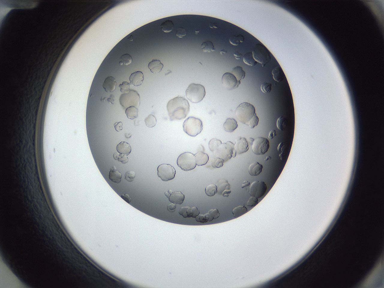 folderID364_plateID1364_batchID4799_wellNum84_profileID1_d2_r82743_ef.jpg
