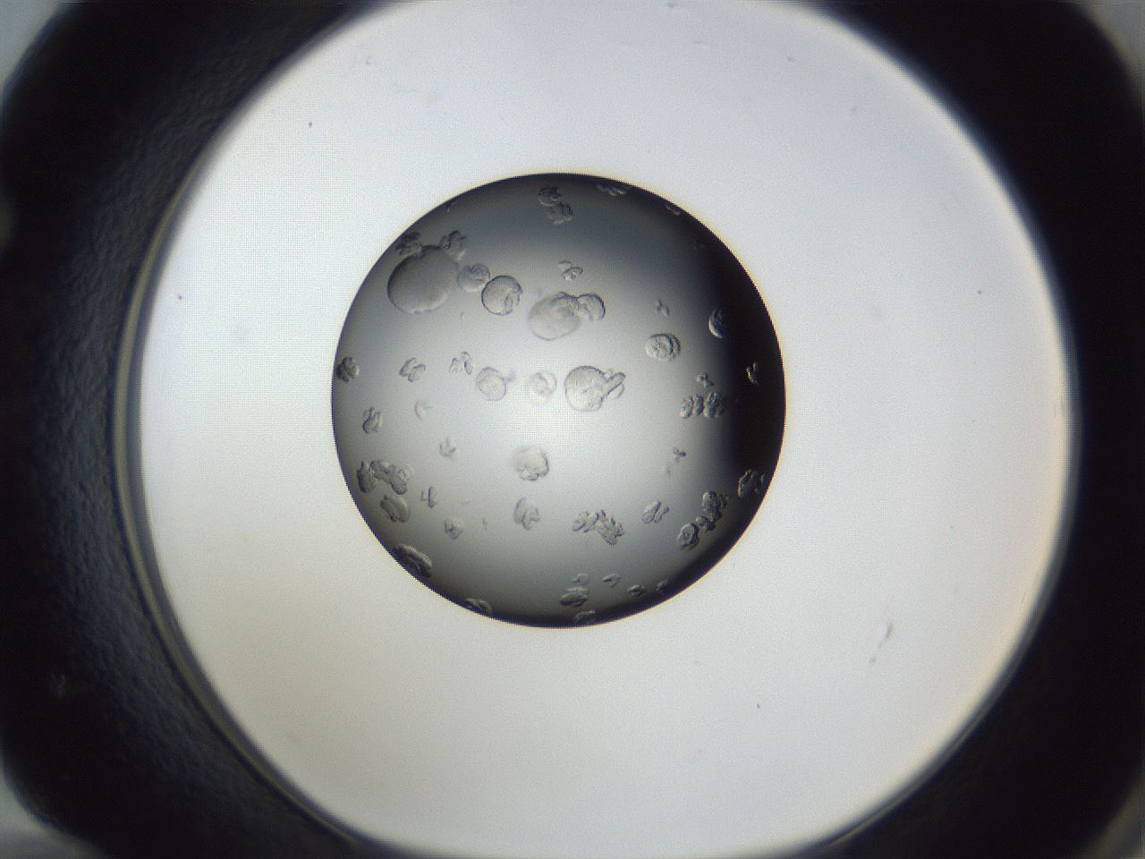 folderID364_plateID1364_batchID4923_wellNum72_profileID1_d1_r82718_ef.jpg