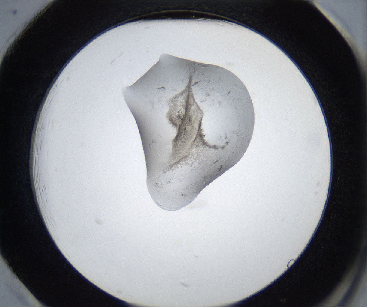folderID364_plateID3364_batchID19819_wellNum85_profileID1_d2_r297973_ef.jpg