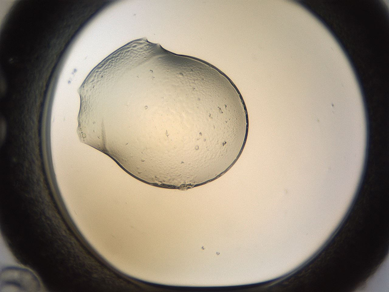 folderID367_plateID1367_batchID4809_wellNum36_profileID1_d1_r83030_ef.jpg