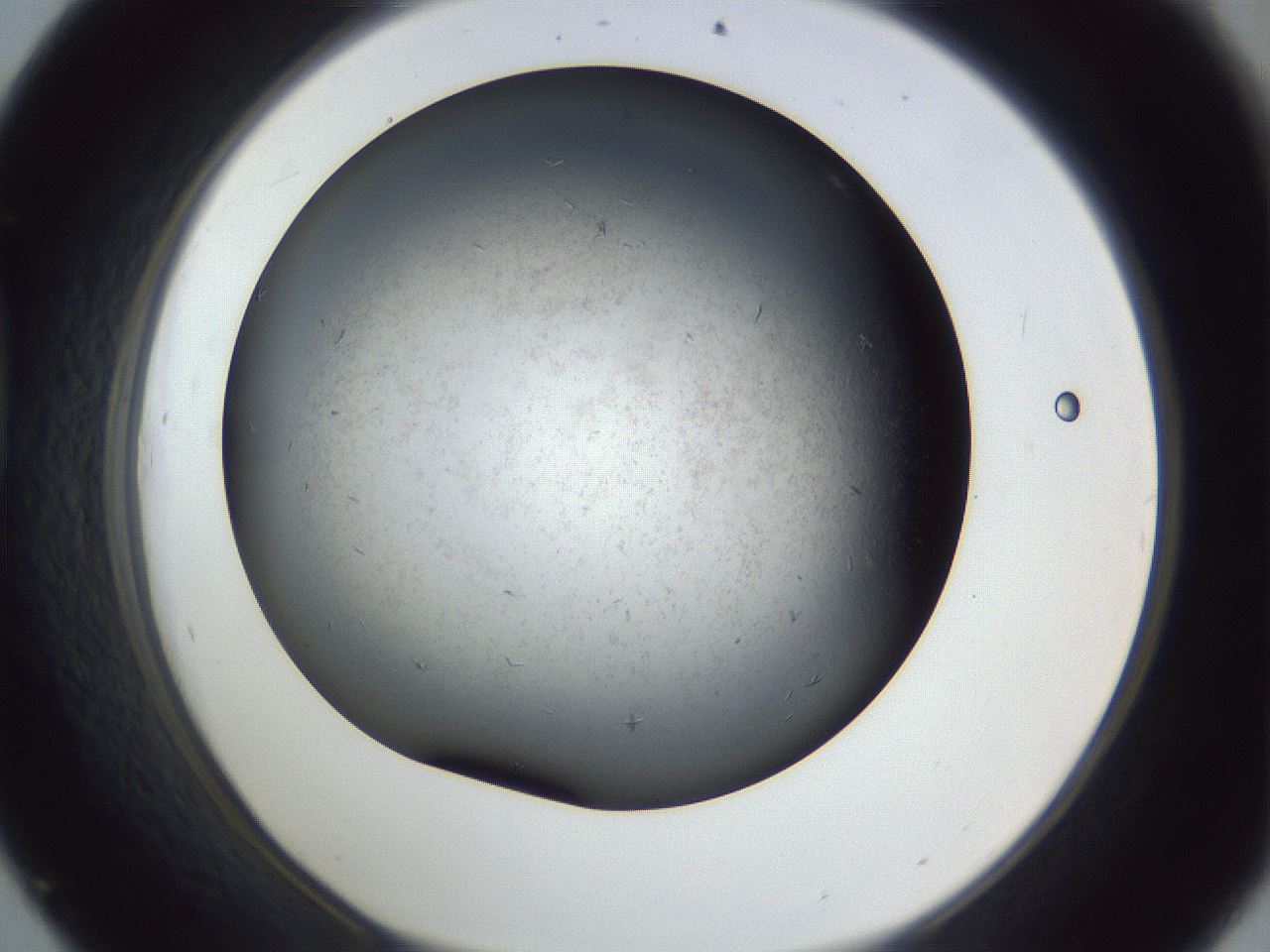 folderID369_plateID1369_batchID4611_wellNum45_profileID1_d1_r83292_ef.jpg
