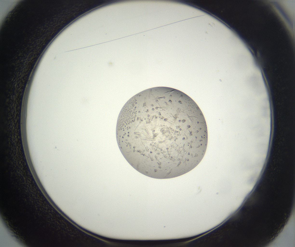 folderID381_plateID3381_batchID19953_wellNum49_profileID1_d1_r299235_ef.jpg