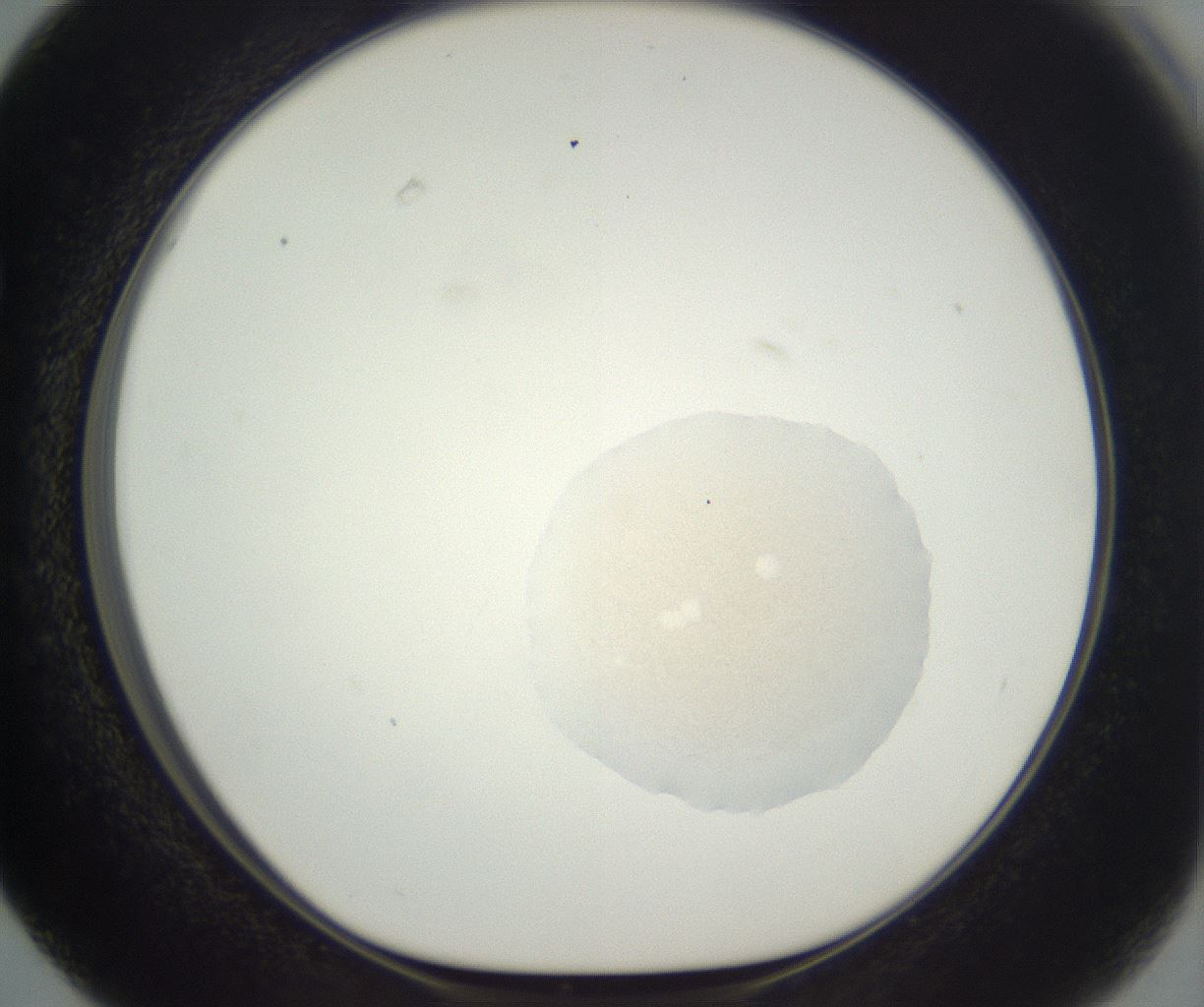 folderID382_plateID3382_batchID20596_wellNum63_profileID1_d1_r299345_ef.jpg