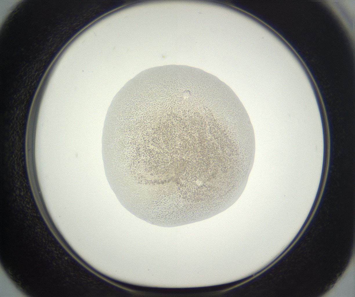 folderID382_plateID3382_batchID21720_wellNum50_profileID1_d1_r299332_ef.jpg