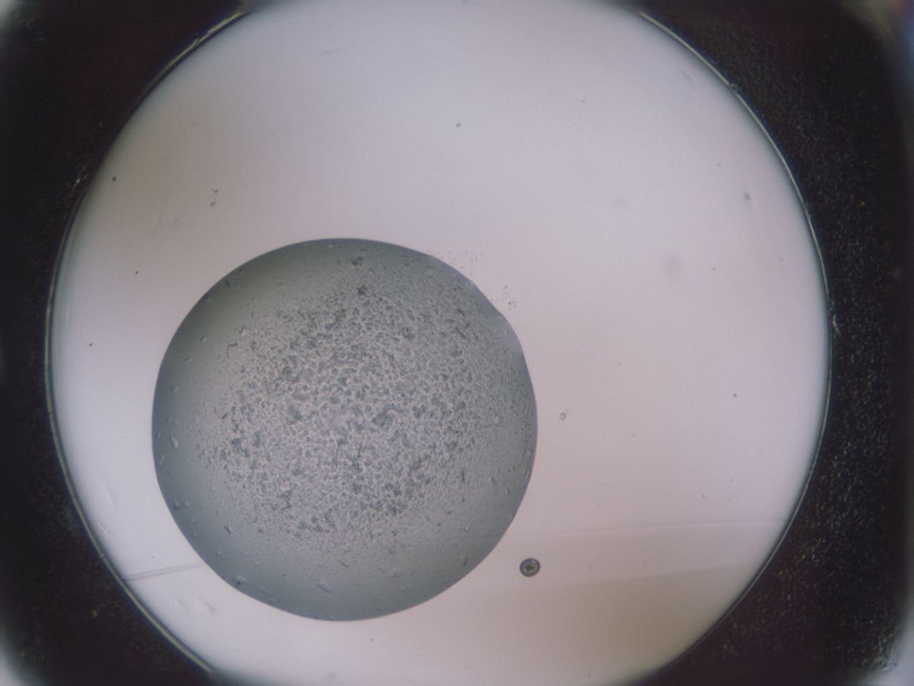 folderID391_plateID391_batchID262_wellNum1_profileID1_d1_r7693_ef.jpg