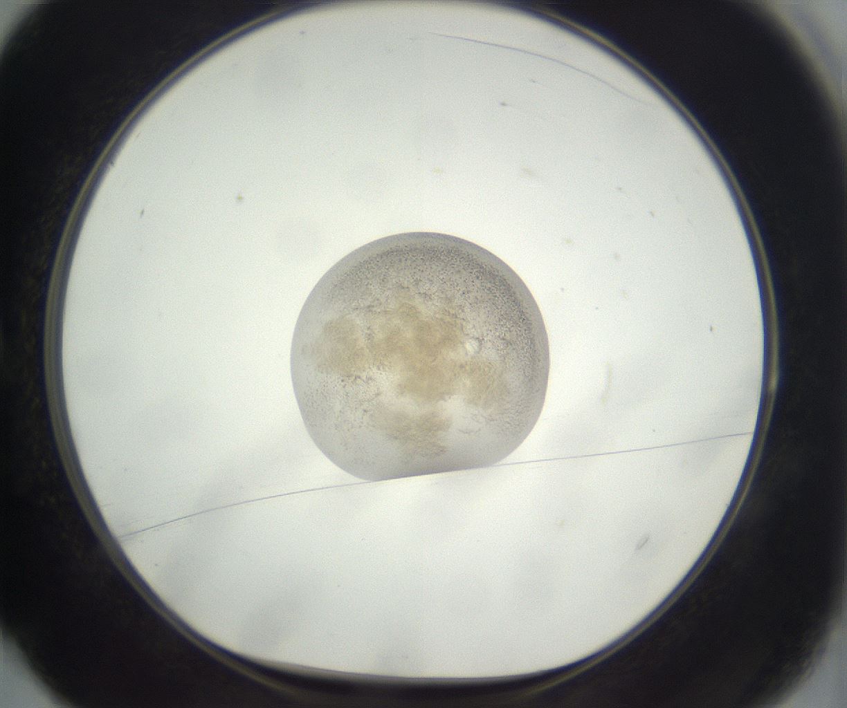 folderID396_plateID3396_batchID21448_wellNum4_profileID1_d1_r301494_ef.jpg