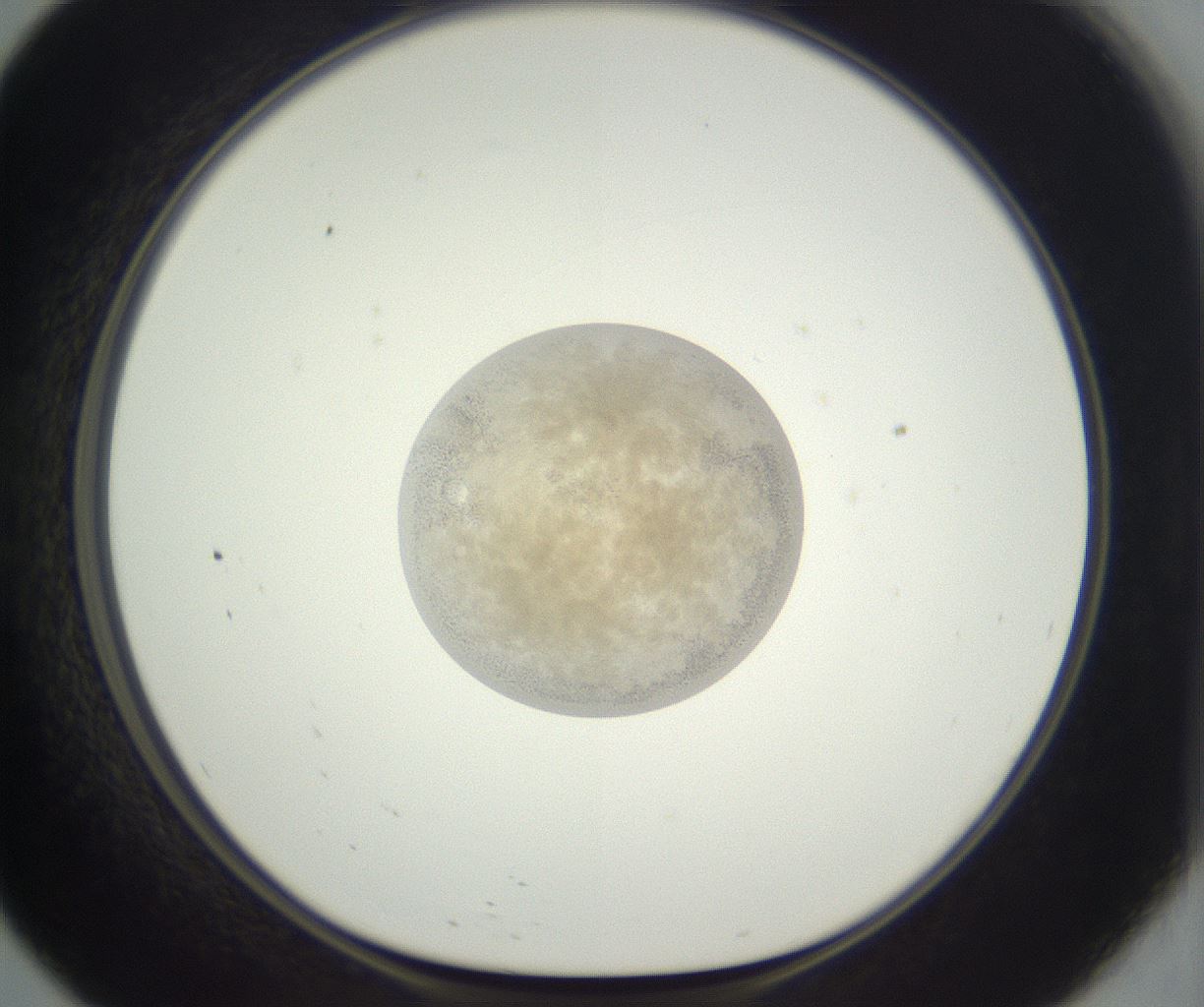 folderID396_plateID3396_batchID21448_wellNum57_profileID1_d1_r301547_ef.jpg