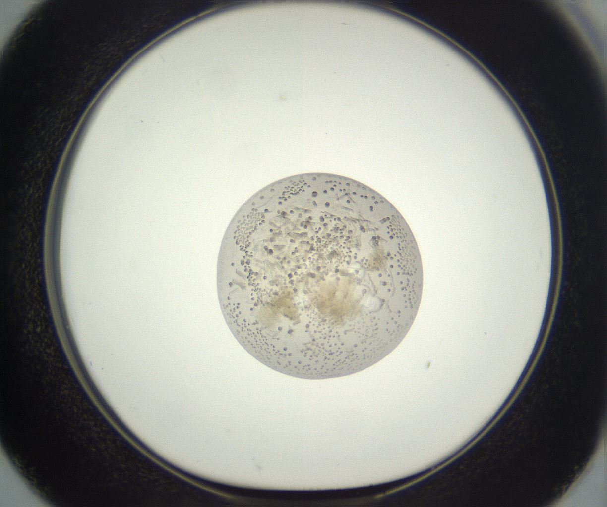 folderID396_plateID3396_batchID21739_wellNum50_profileID1_d1_r301540_ef.jpg