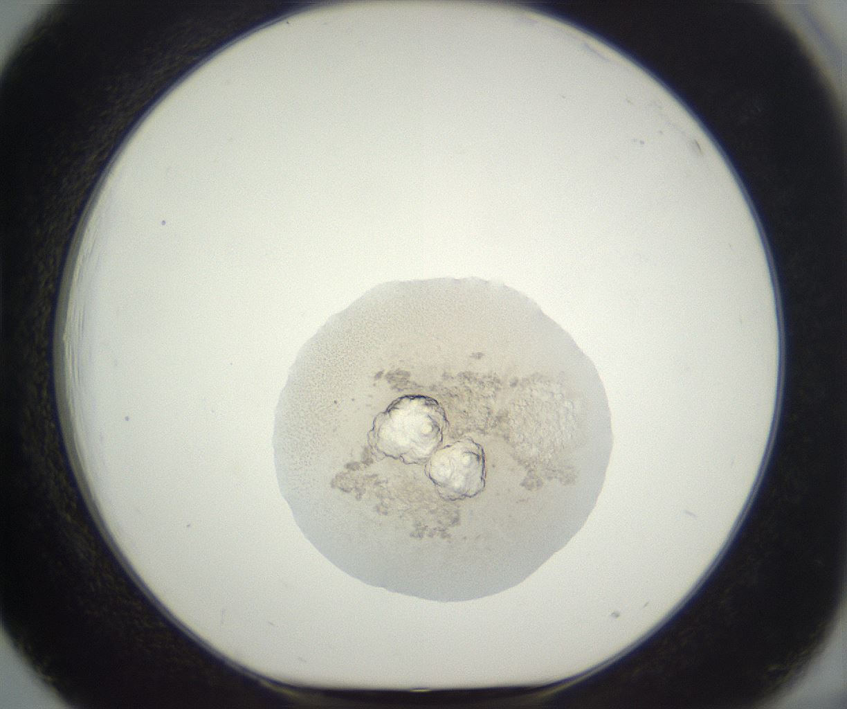 folderID397_plateID3397_batchID19962_wellNum39_profileID1_d1_r301625_ef.jpg