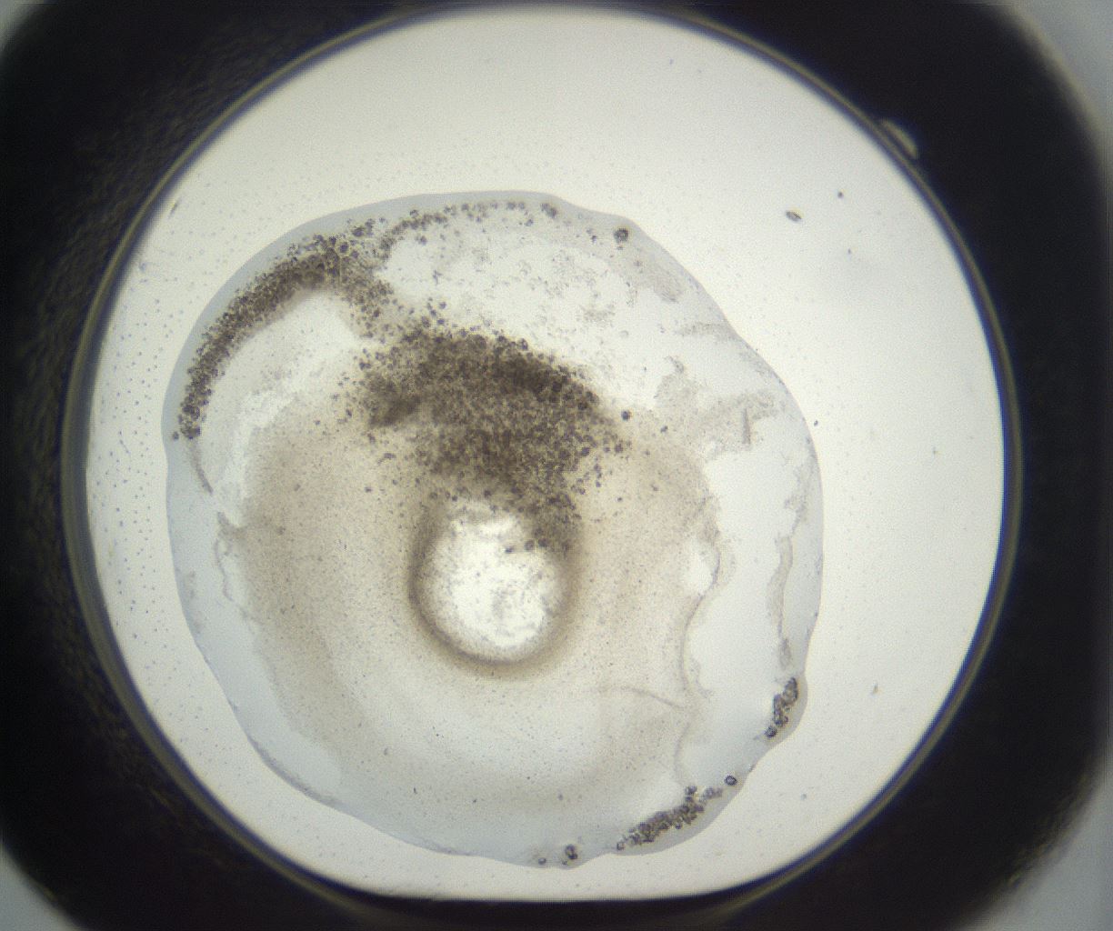 folderID384_plateID3384_batchID20148_wellNum69_profileID1_d1_r299447_ef.jpg