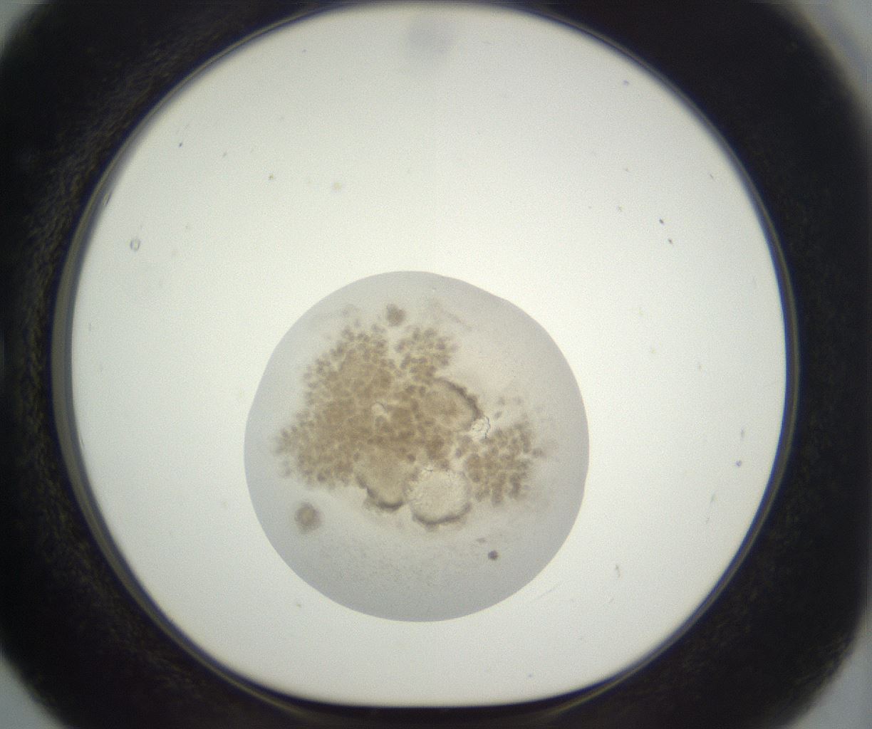 folderID397_plateID3397_batchID20301_wellNum5_profileID1_d1_r301591_ef.jpg