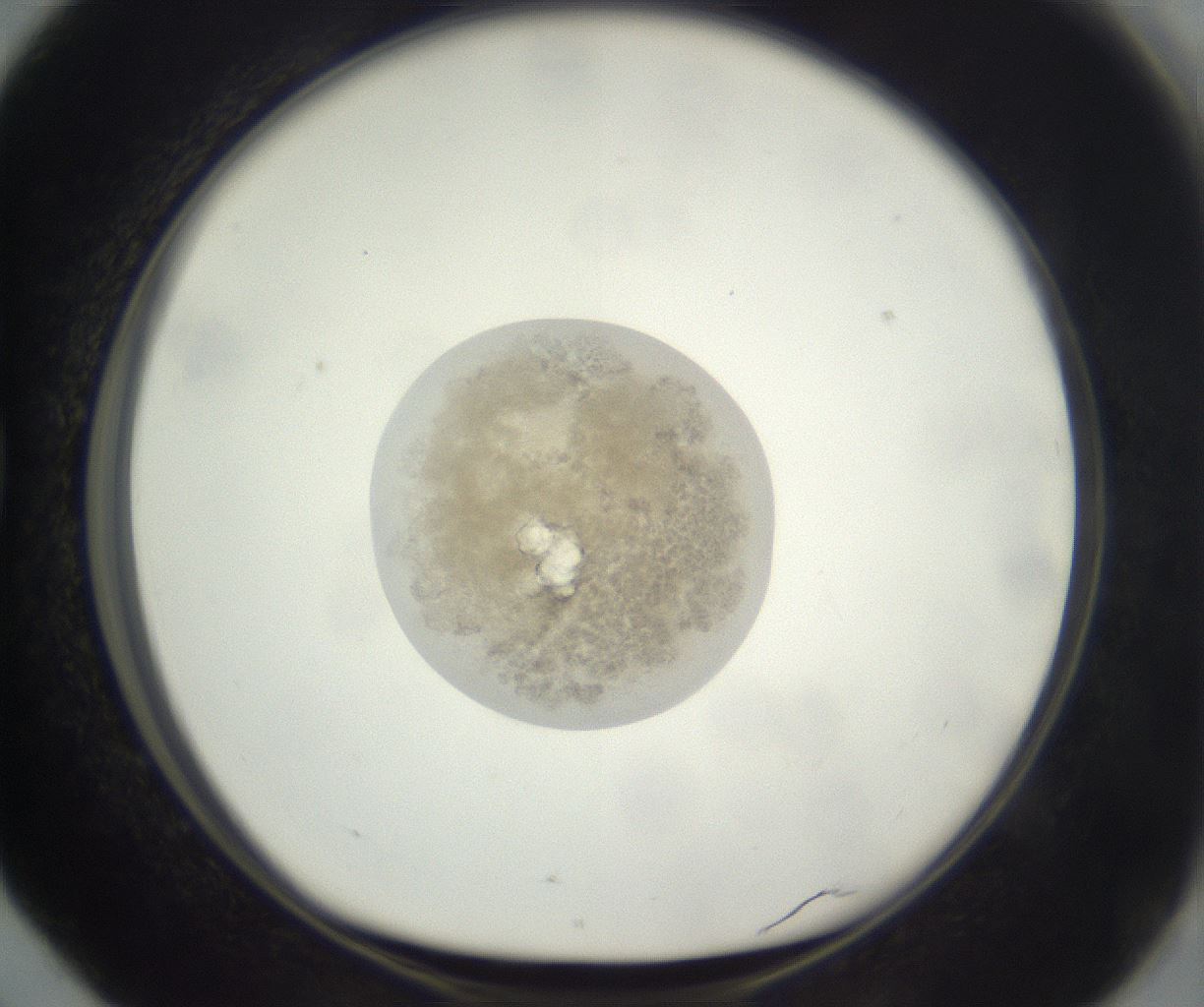 folderID397_plateID3397_batchID20679_wellNum76_profileID1_d1_r301662_ef.jpg
