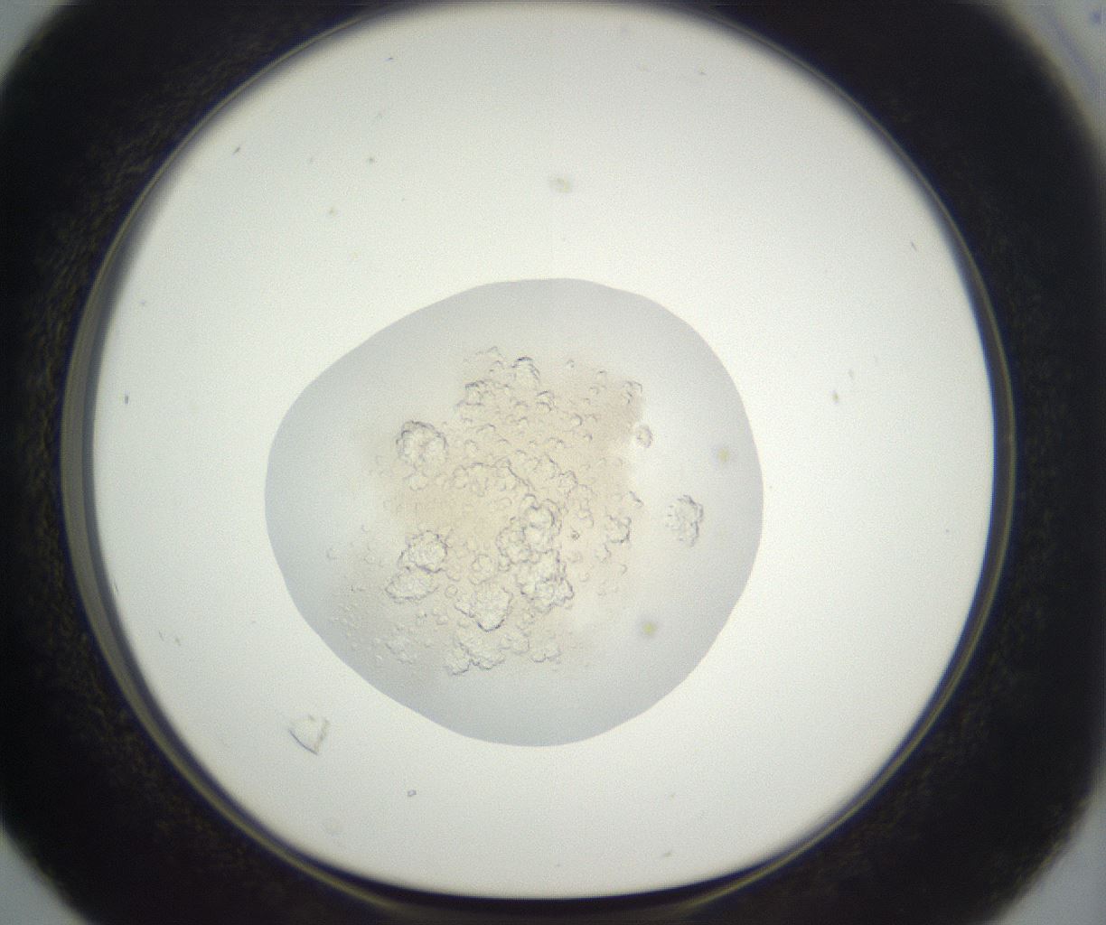 folderID398_plateID3398_batchID19712_wellNum16_profileID1_d1_r301698_ef.jpg