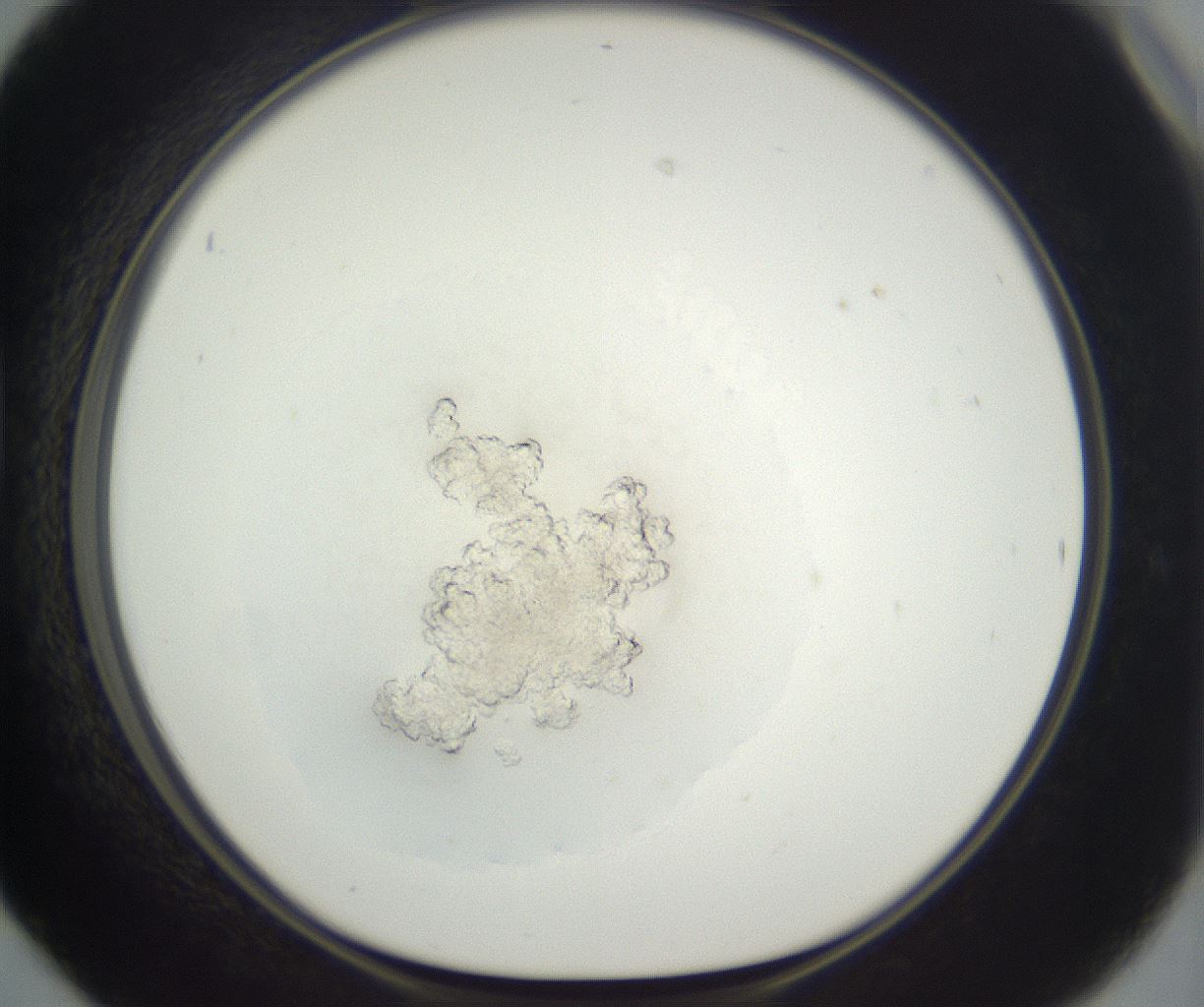 folderID398_plateID3398_batchID19712_wellNum42_profileID1_d1_r301724_ef.jpg