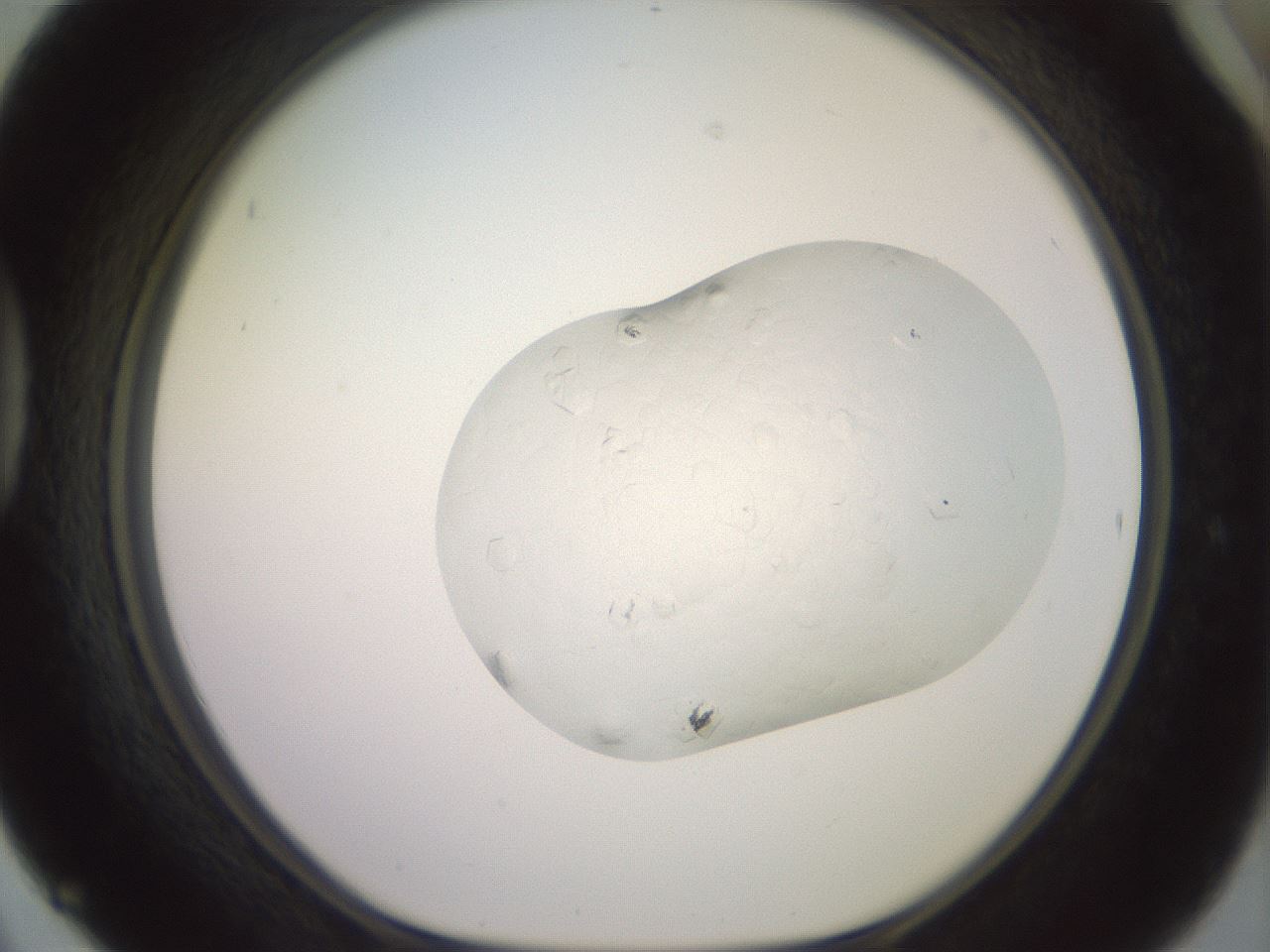folderID413_plateID3413_batchID19931_wellNum42_profileID1_d1_r302795_ef.jpg