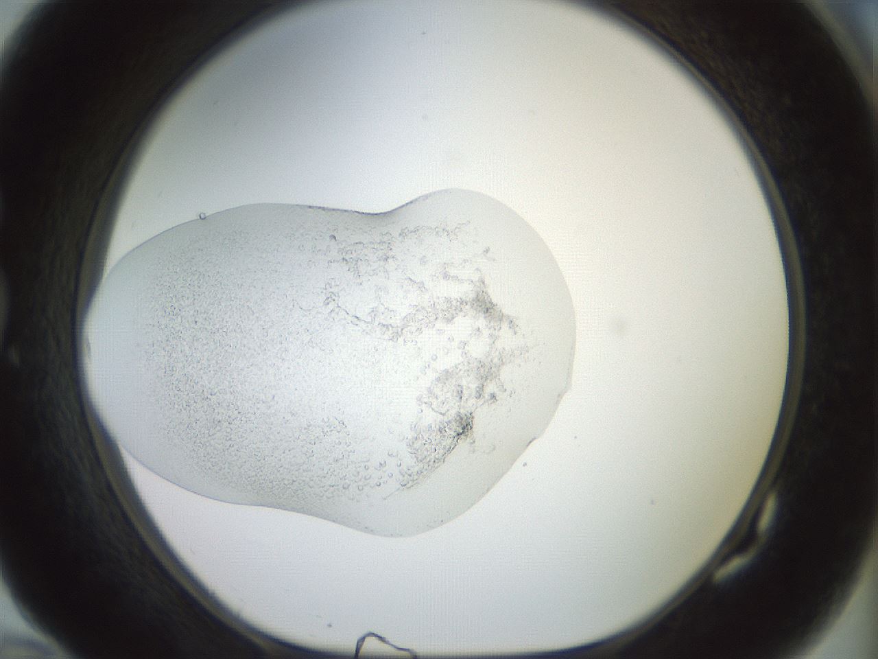 folderID414_plateID3414_batchID19873_wellNum82_profileID1_d1_r303027_ef.jpg