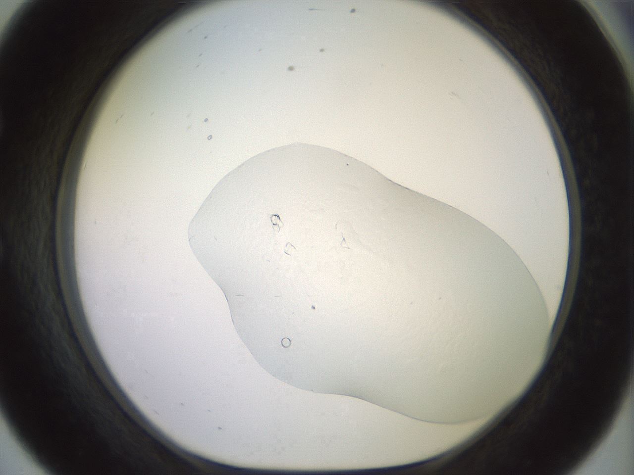 folderID414_plateID3414_batchID19921_wellNum56_profileID1_d1_r303001_ef.jpg