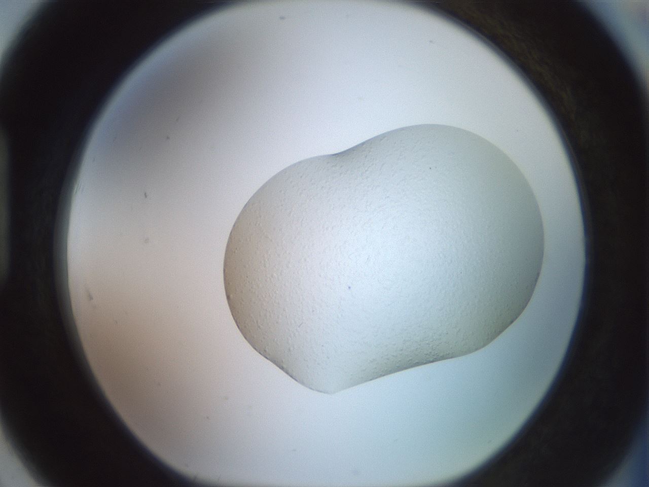 folderID413_plateID3413_batchID19867_wellNum91_profileID1_d1_r302844_ef.jpg