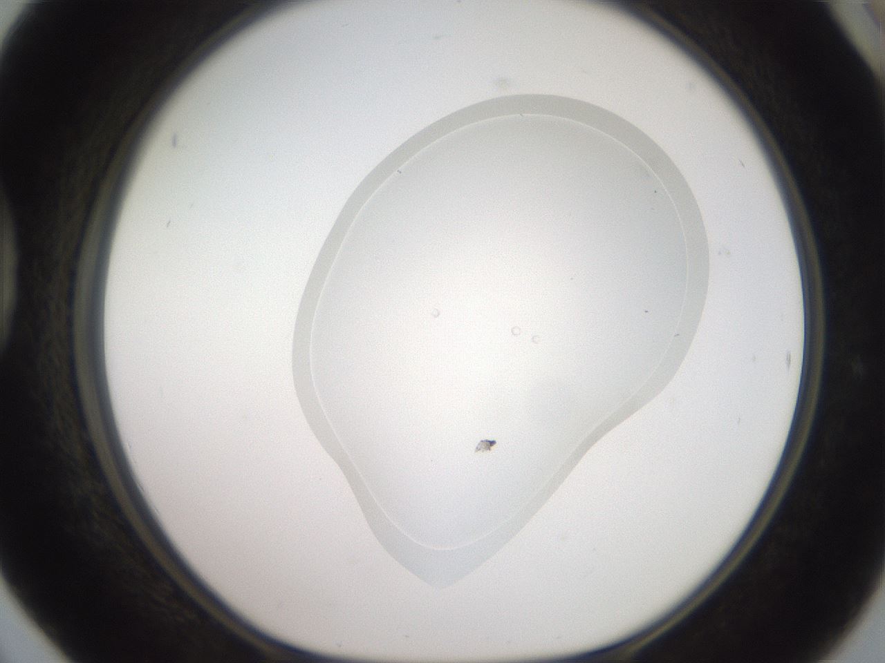 folderID418_plateID3418_batchID19936_wellNum42_profileID1_d1_r303318_ef.jpg