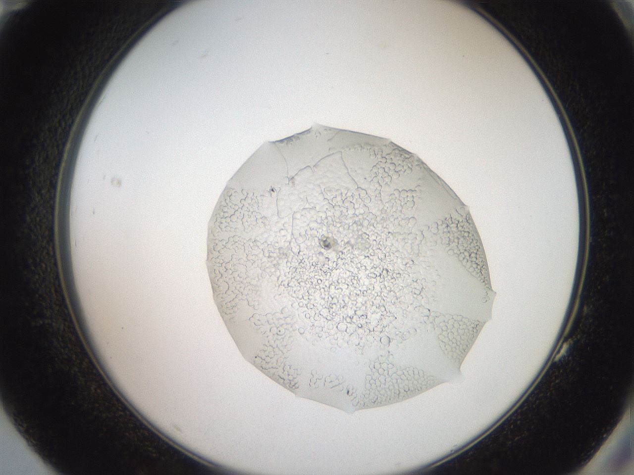 folderID418_plateID3418_batchID19936_wellNum83_profileID1_d2_r303401_ef.jpg