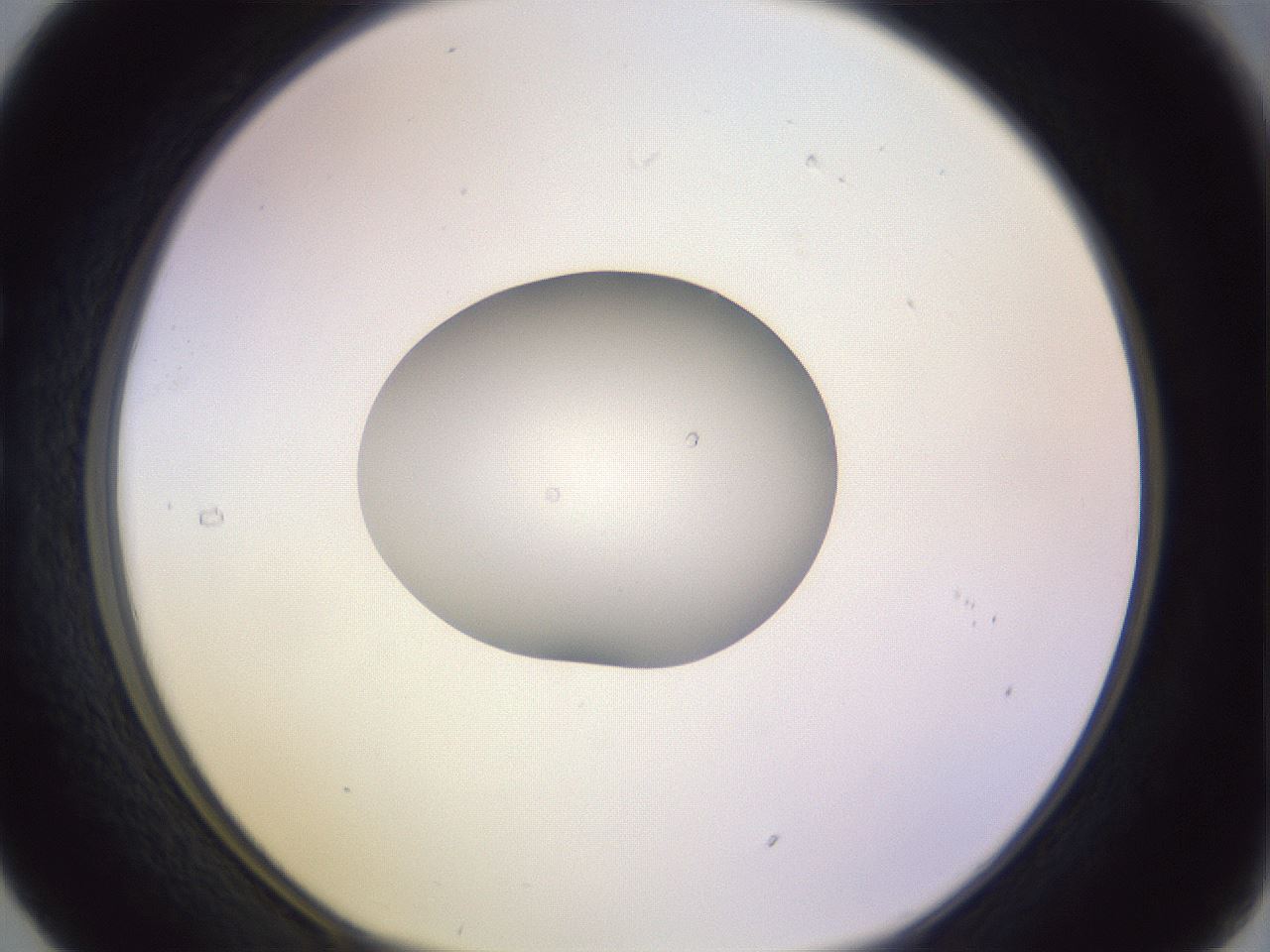 folderID423_plateID1423_batchID5291_wellNum29_profileID1_d1_r87502_ef.jpg