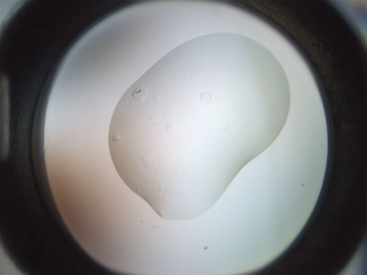 folderID432_plateID3432_batchID20542_wellNum90_profileID1_d1_r305242_ef.jpg