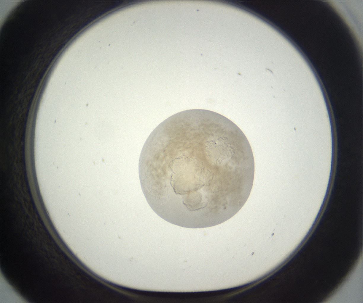 folderID397_plateID3397_batchID20301_wellNum55_profileID1_d1_r301641_ef.jpg