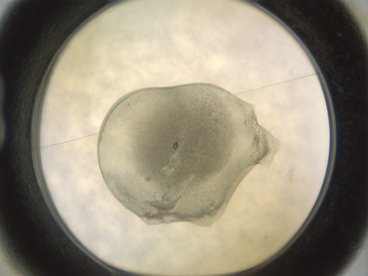 folderID450_plateID3450_batchID20197_wellNum13_profileID1_d1_r309804_ef.jpg