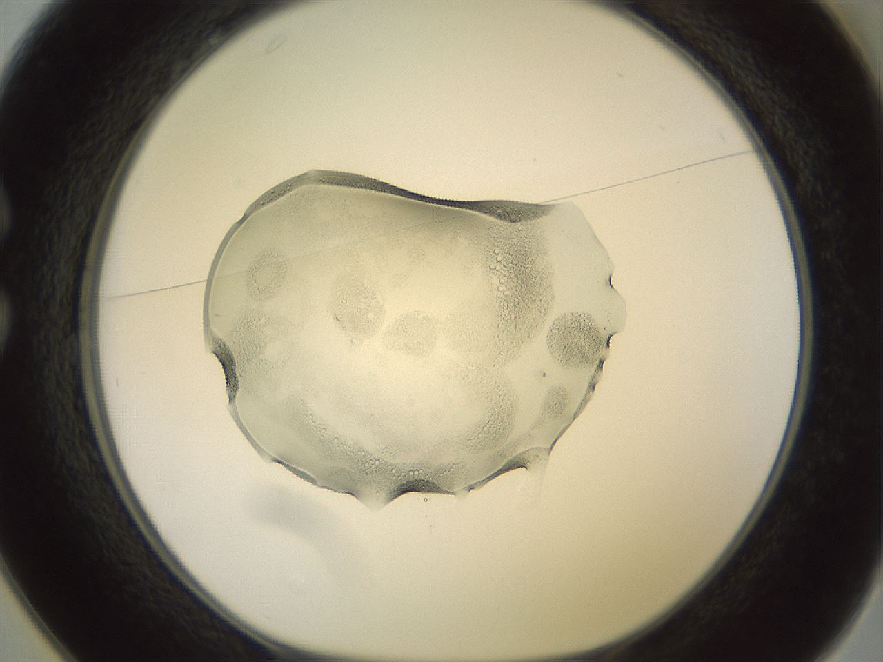 folderID450_plateID3450_batchID21861_wellNum25_profileID1_d1_r309816_ef.jpg