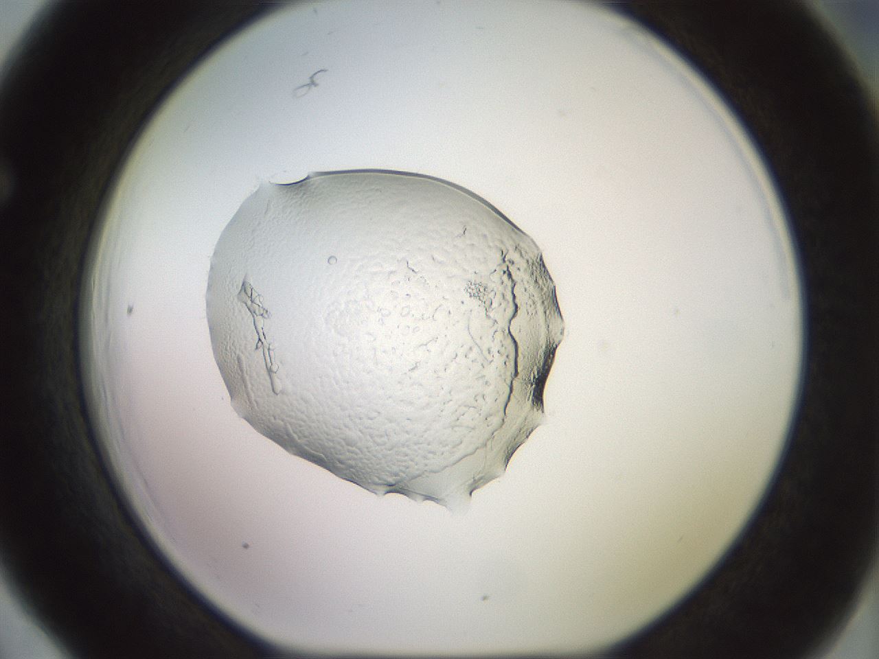 folderID450_plateID3450_batchID21861_wellNum66_profileID1_d1_r309857_ef.jpg