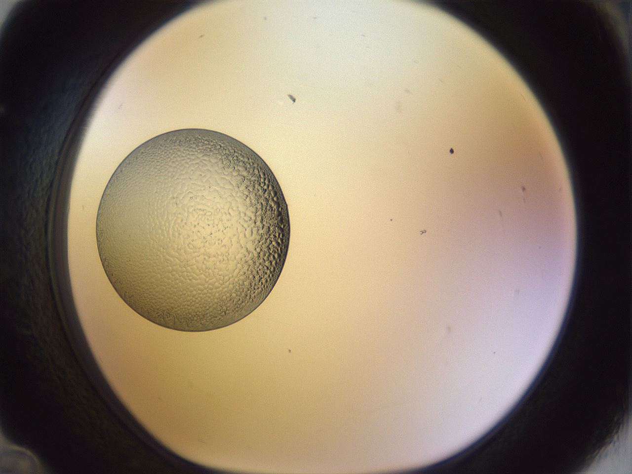 folderID451_plateID1451_batchID5446_wellNum36_profileID1_d1_r91839_ef.jpg