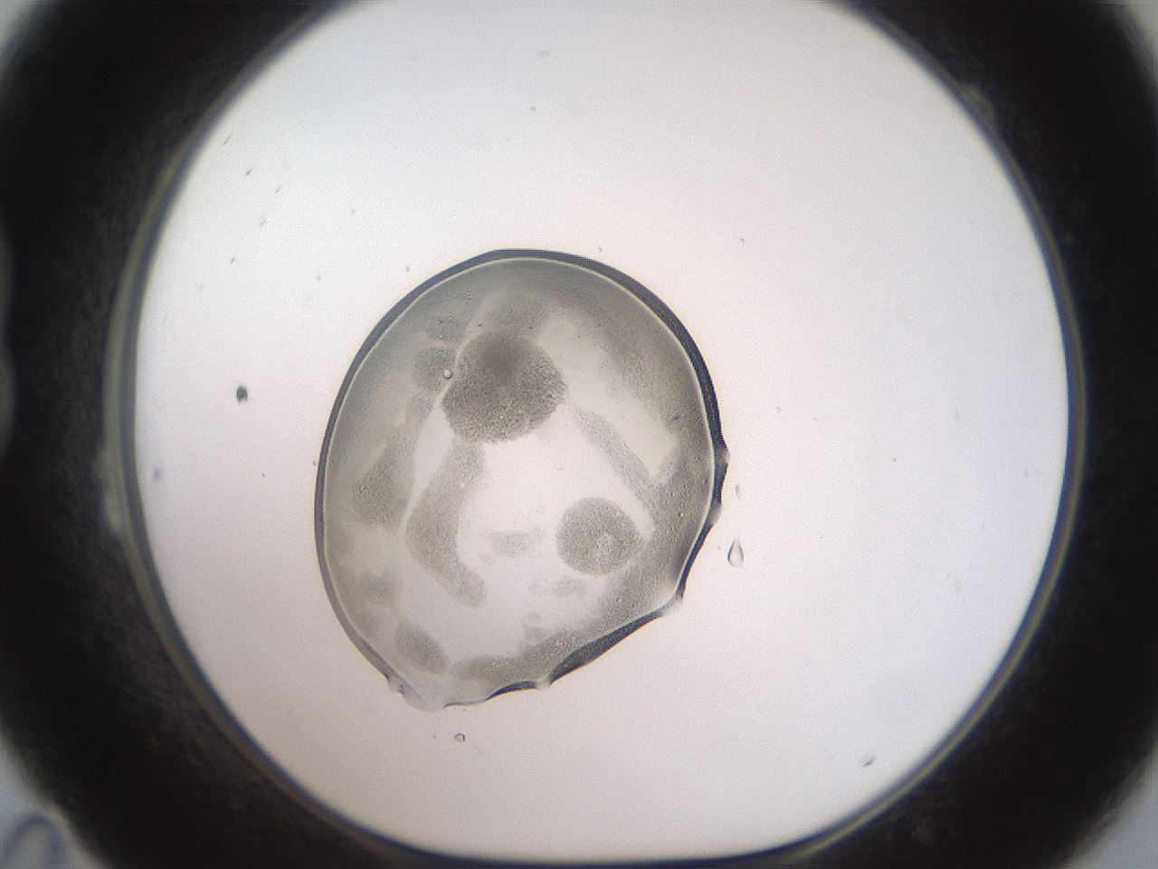 folderID451_plateID3451_batchID20248_wellNum23_profileID1_d1_r309718_ef.jpg