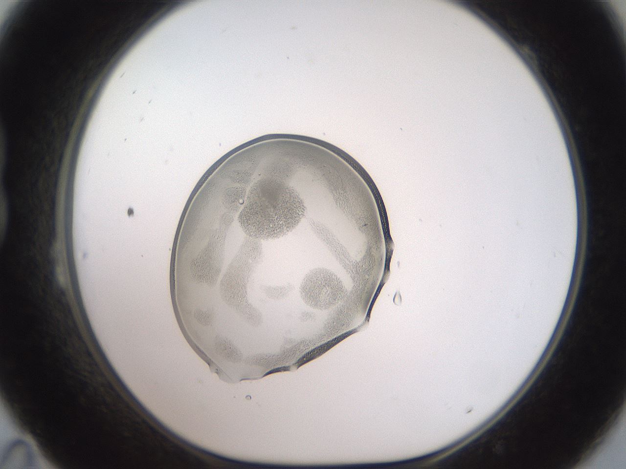 folderID451_plateID3451_batchID20480_wellNum23_profileID1_d1_r309718_ef.jpg