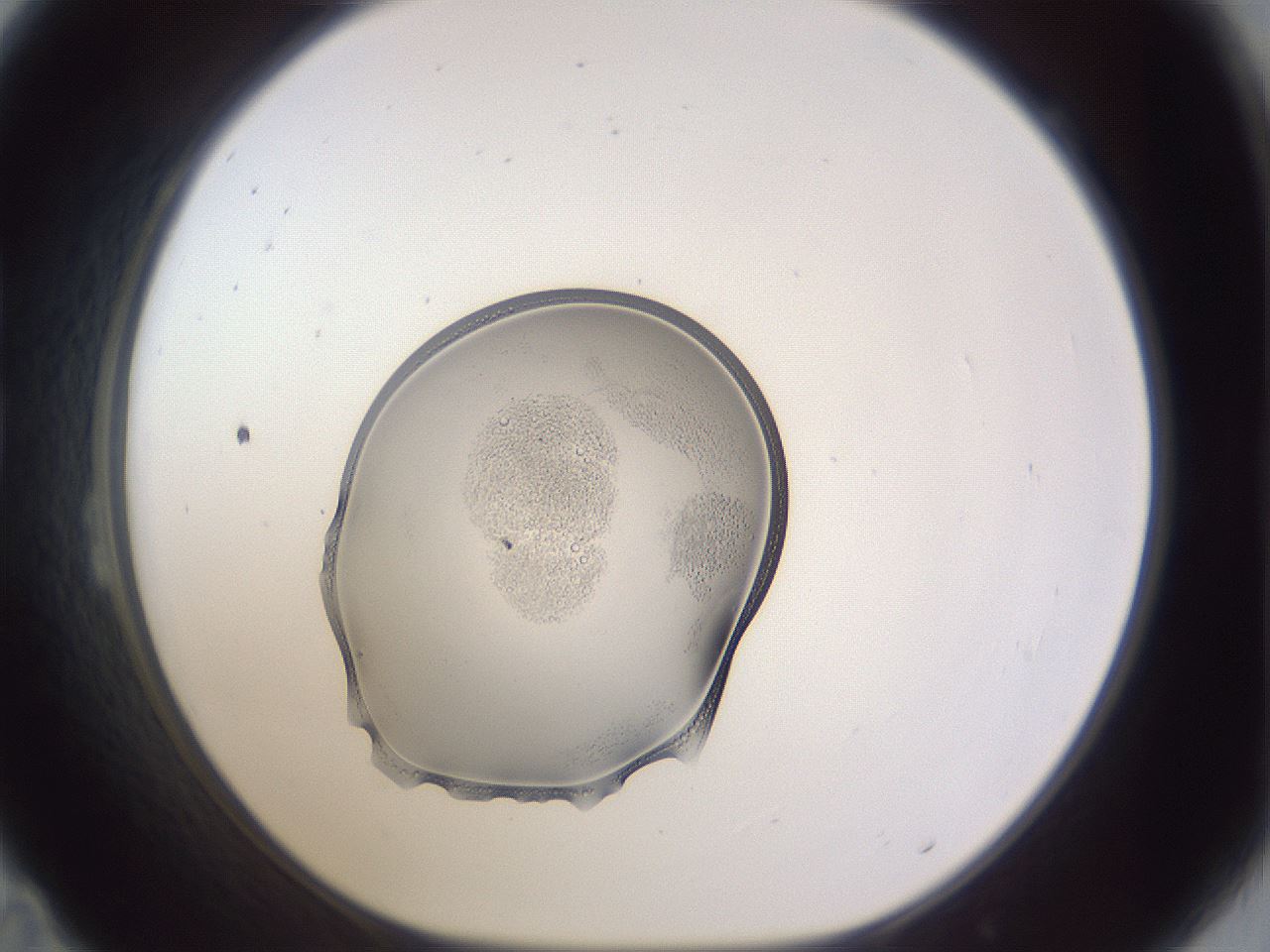 folderID452_plateID3452_batchID20478_wellNum23_profileID1_d1_r309430_ef.jpg