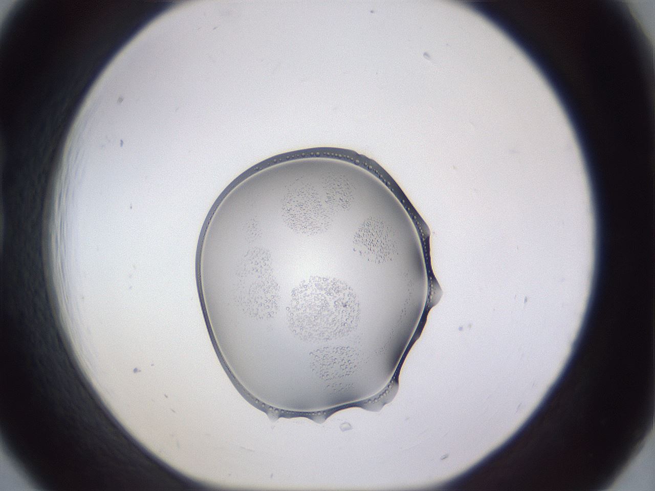 folderID452_plateID3452_batchID20592_wellNum18_profileID1_d1_r309425_ef.jpg
