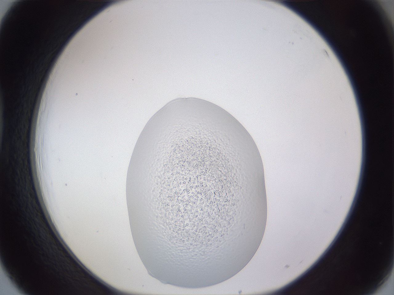 folderID455_plateID3455_batchID20368_wellNum39_profileID1_d1_r310118_ef.jpg