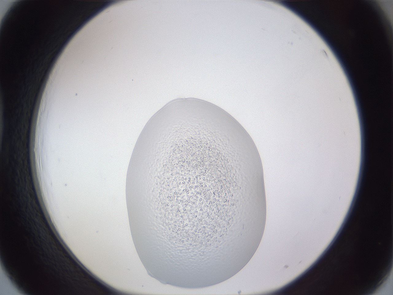 folderID455_plateID3455_batchID20888_wellNum39_profileID1_d1_r310118_ef.jpg