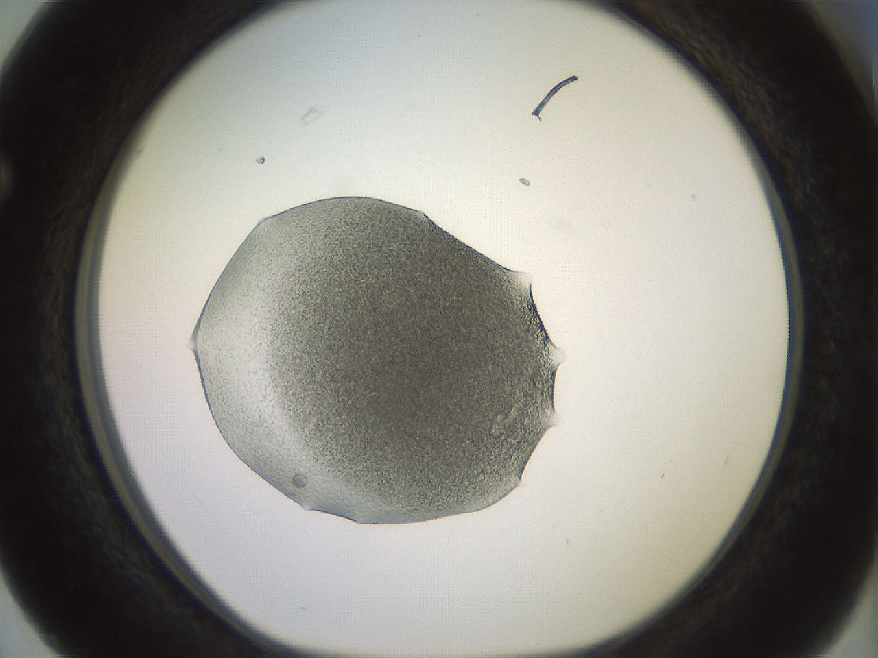 folderID459_plateID3459_batchID20379_wellNum63_profileID1_d1_r311102_ef.jpg
