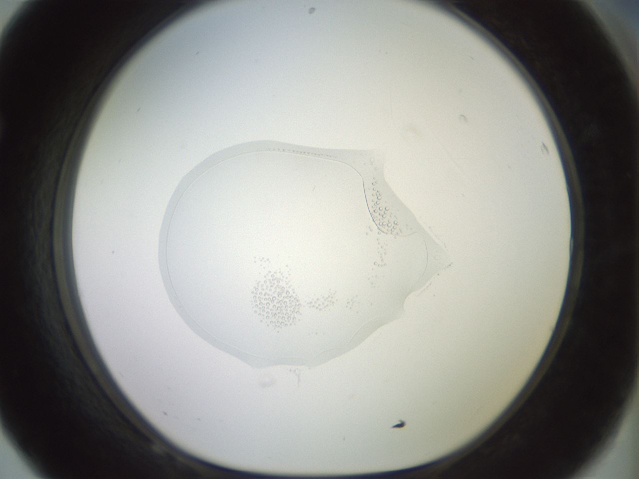 folderID459_plateID3459_batchID22419_wellNum68_profileID1_d1_r311107_ef.jpg