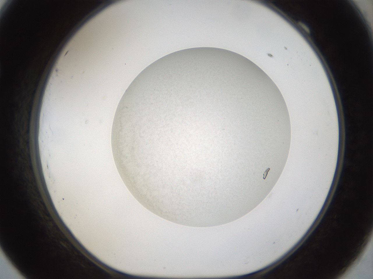 folderID45_plateID1045_batchID2687_wellNum69_profileID1_d1_r47084_ef.jpg