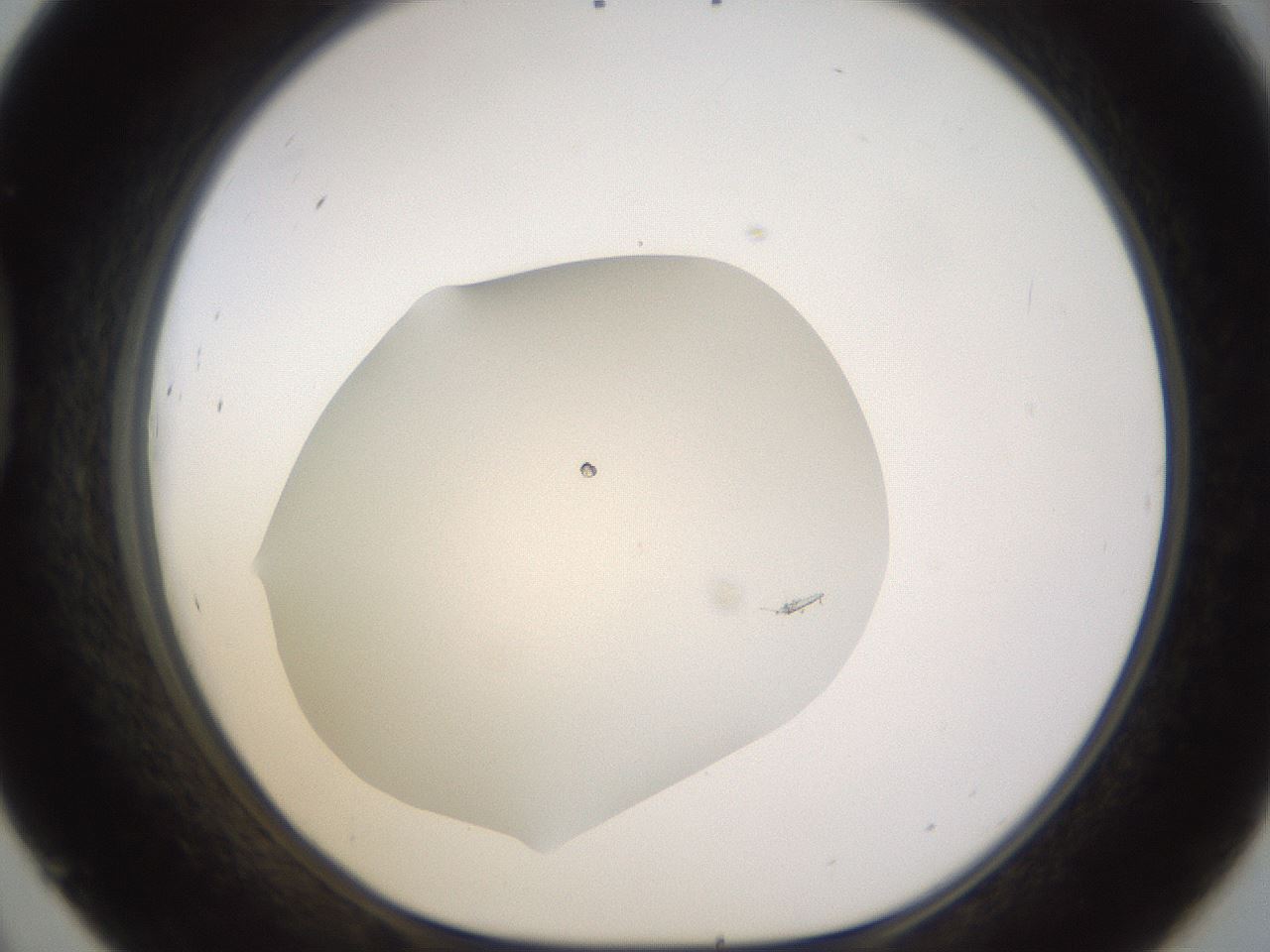 folderID461_plateID1461_batchID5472_wellNum45_profileID1_d1_r92585_ef.jpg