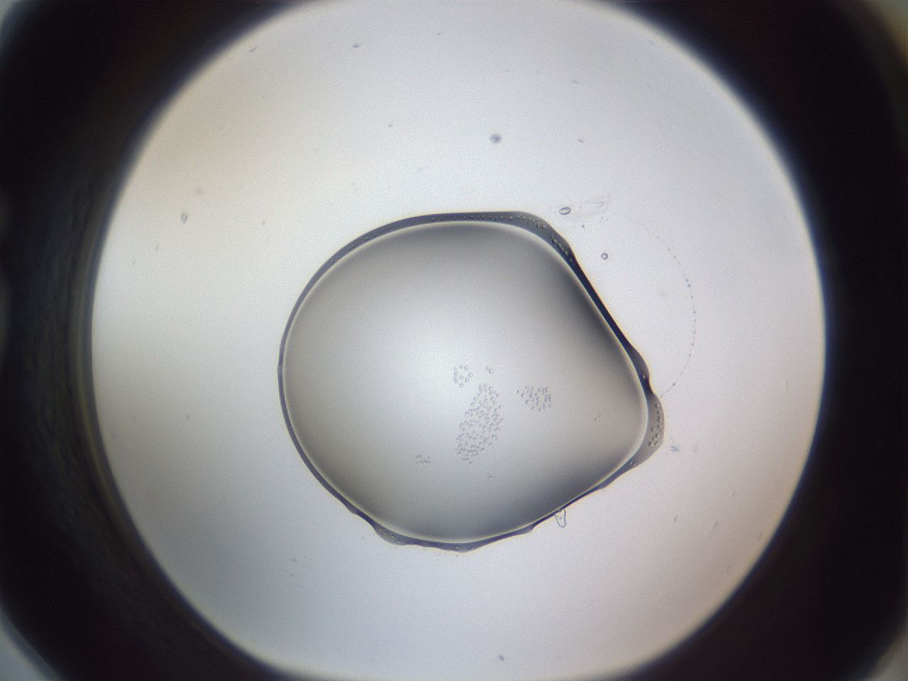 folderID461_plateID3461_batchID21873_wellNum78_profileID1_d1_r310925_ef.jpg