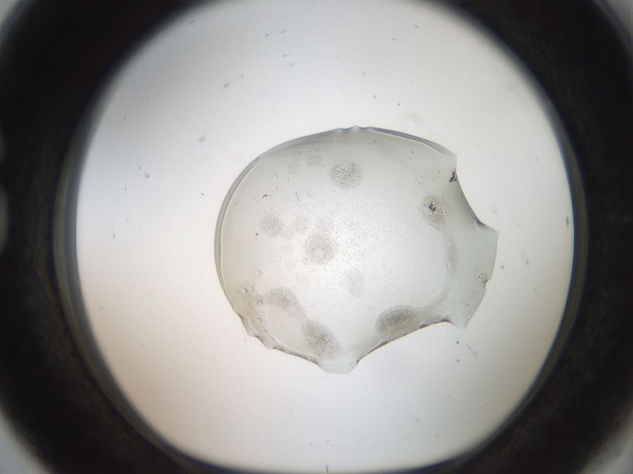 folderID460_plateID3460_batchID20910_wellNum80_profileID1_d1_r311023_ef.jpg